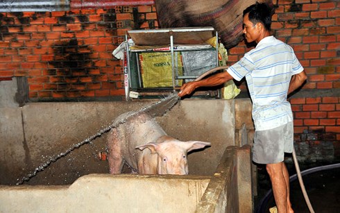 Đồng Nai: Vỡ quy hoạch chăn nuôi tập trung (27/01/2018)